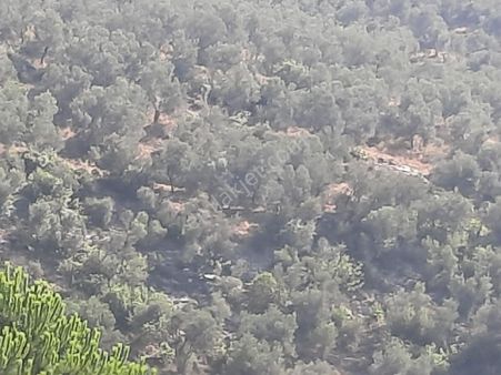Manisa Kemaliye Satılık Zeytinlik