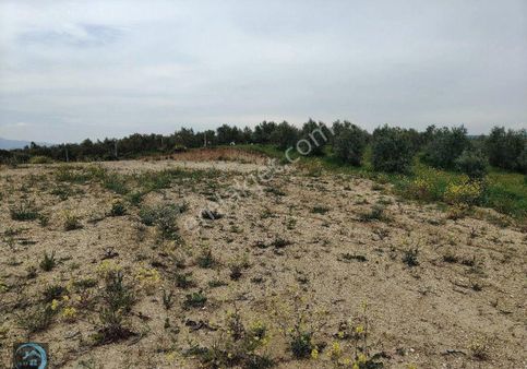 Menderes Tekeli'de 1479 M² Tarla