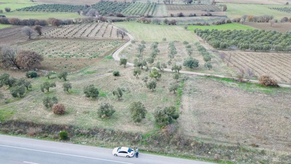 Çanakkale Merkez Ana Yol Üzerü Satılık Zeytinlik