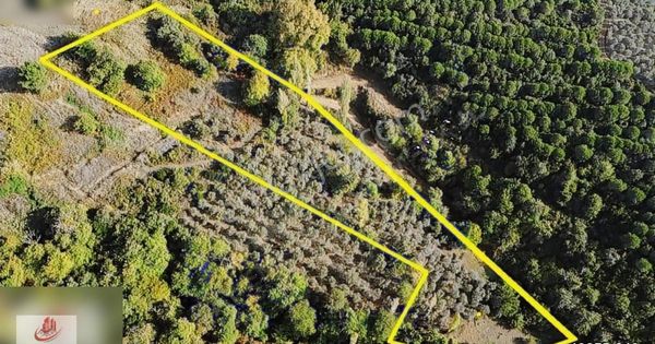 Ay Emlak'tan Deniz Manzaralı Yolu & Suyu Olan 6.320 M2 Zeytinlik