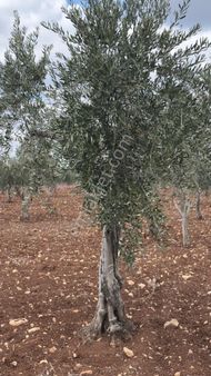 Özgüroğlu Emlak,tan Satılık Zeytinlik