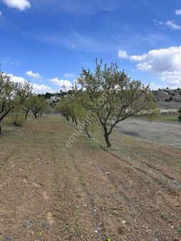 Bilecik Yenipazar Caferler Köyü Satılık Badem Bahçesi