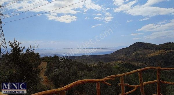 Adatepede Deniz Manzaralı Yola Cepheli Satılık Zeytinlik