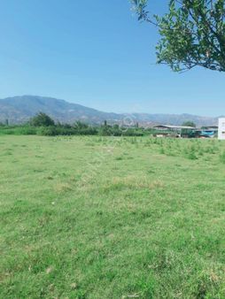 Aydın Sultanhisar Satılık Şeftali Bahçesi