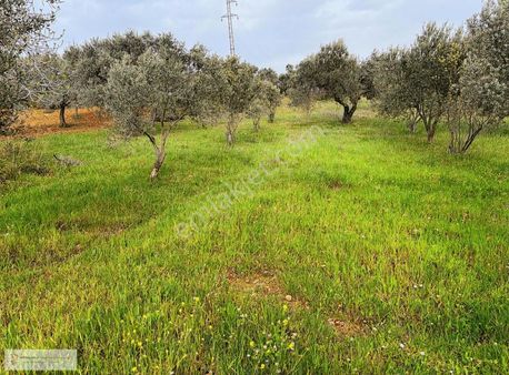 Yatırım Emlak'tan Dağkızılca Da Satılık Zeytinlik.