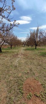 Akçadağ Sultansuyu Havaalanına 1 Km Mesafede Satılık Bahçe