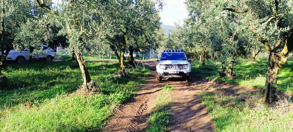 Orhangazi Karsakta 383 M2 İmara 200m Düz Zeytinlik