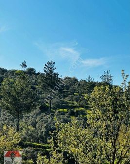 Muğla Milas Kuzyaka Mah De Suat Yaşar Emlak Tan Satılık Zeytinlik