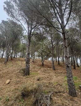 Gömeç Köy Emlak'tan Satılık Fıstıklık