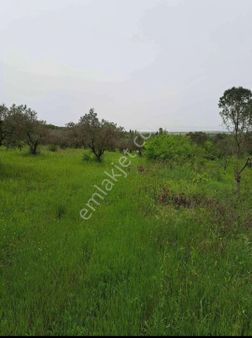 Yeşilçomlu Satılık Bağ