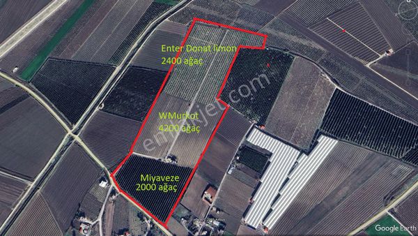 Yeni Havaalanına Çok Yakın Yatırımlık Narenciye Bahçesi