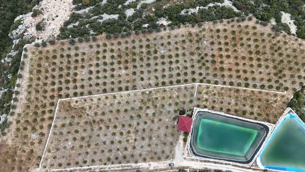 Onur Gayrimenkul'den Satılık Limon Bahçesi