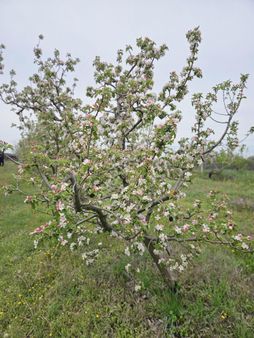 Havsa İlçe Merkezinde Çarşıya 2 Dakika Mesafede Mücavir Alan İçerisinde Elma Bahçesi