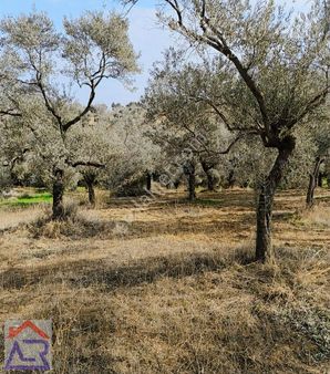 Ada Royalden Hıdırbeyli De 1 Dönüm Verimli Zeytin Bahçesi