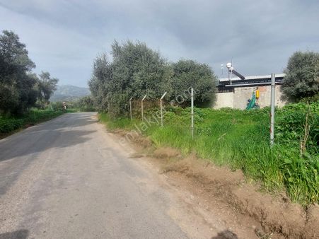 Muğla Milas Çandır Köyü Satılık Köy Asfaltına Cepheli Zeytinlik