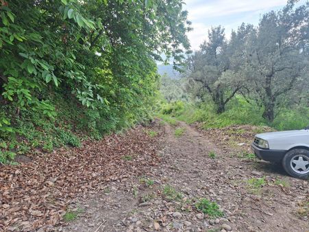 Bursa Orhangazi Heceler Mahallesi Göl Manzaralı Zeytinlik