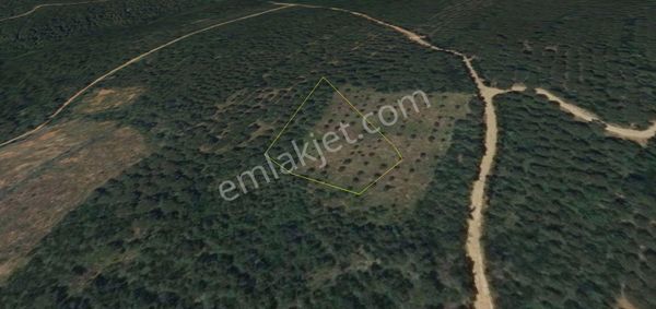 Bursa Karacabey Şahmelek Köyünde Araç Takaslı Çam Fıstığı Ve Zeytin Ağaçlı Bağ