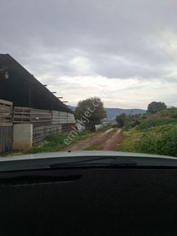 Yeni Foça Fevzi Çakmakta 778 Mk Zeytinli Bahçe Satılık