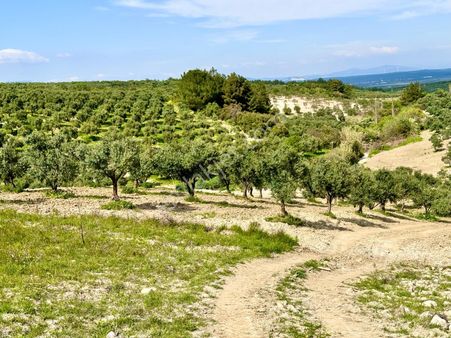 Manisa Hacımusa Da 5.900 M2 Zeytinlik , Resmi Yolu Var , 130 Yetişkin Ağaç