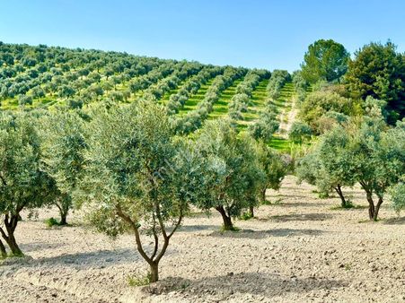 Manisa Gözlet De 5.200 M2 Zeytinlik , Resmi Yolu Var