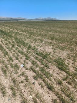 Konya Kadınhanı Başkuyu 650.000 M2 Kelepir Arazi Satılık