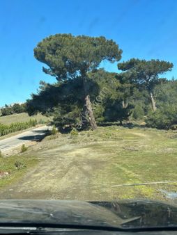 Havran Kalabak 14 Dönüm Arsamız Yol Cebheli