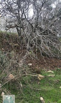 Aydın Germencik Dereköy İmarlı Arsa 405m2