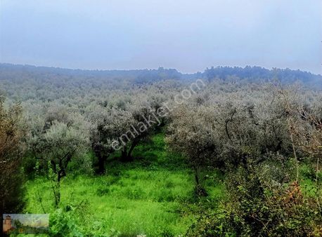 Umurbeyde 4236m2 Yol Kenarı İmara 1600m 160 Zeytin