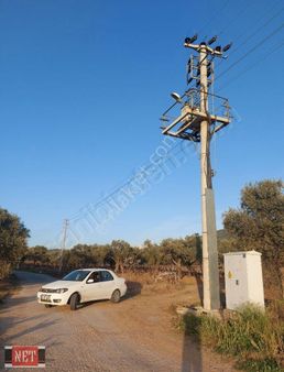 Asfalta Sıfır,elektrik,su Tarlanın İçerisinde,bakımlı 40 Zeytin