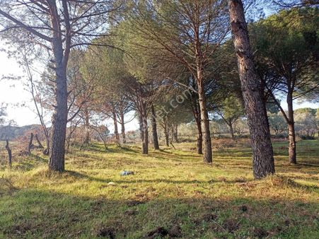 Yatırım Doktorumdan Ayvalık Bağyüzü Mah. 5,545m2 Satılık Arazi
