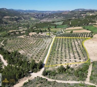 Muğla Menteşe 8.533 M2 Verimli Zeytinlik