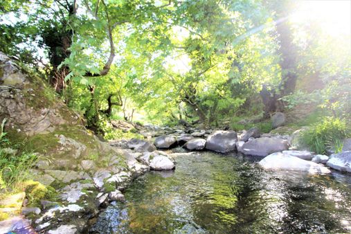 El/ya Ataköy'de Orman İçerisinde 14163 M2 Çam Ağacı + Su
