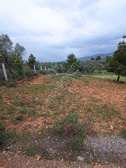 H.g Doğru Dan Kupon Satılık Zeytinlik