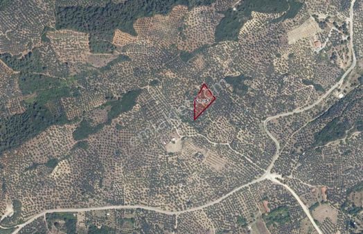 Mudanya Tirilye Halilbey'de Satılık Zeytinlik