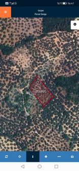 Bursa Mudanya Tireli Halilbey'de Satılık Zeytinlik