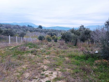 Torbalı Çapa Köyünde Köy Merkezine Yakın Satılık Zeytinlik