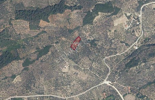 Bursa Mudanya Tirilye Halilbey'de Satılık Zeytinlik.