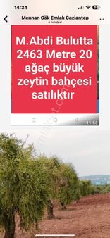 Özgüroğlu Emlak, Tan Satılık Zeytinlik