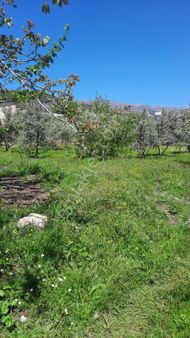 İlçenin En Yeşil Mahallesi