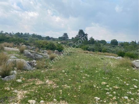 Meşelik Küyünde Bulunan Tarlamız Satılıktır