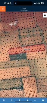 Özgüroğlu Emlak,tan Satılık Süper Zeytinlik