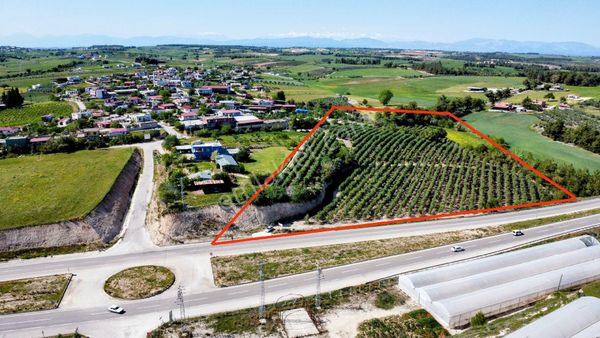 Adana Sarıçam Gökbuket'de Otoyol Cepheli 30 Dönüm Zeytinlik (31/40)