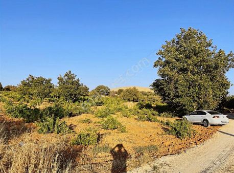Suboğaz Kadastro Yol Üstü Üzüm Ceviz Bahçesi .elektrik Yakın .