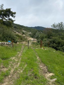 Narhisar Mh. Satılık Zeytinlik Fırsatttttttt!!!!!!!!!