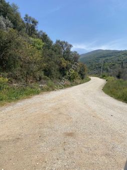 Satılık Zeytin Bahçesi İzmir/ Tire De