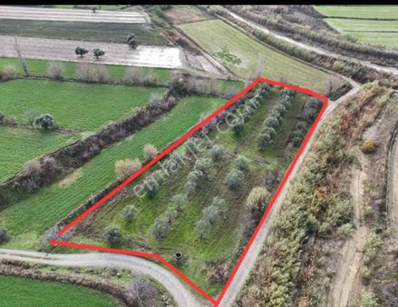 Kuyucak Kurtuluşta Zeytinlik