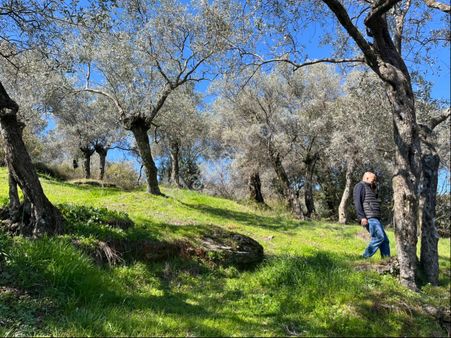 İzmir Bayındır Kızıloba Satılık 74 Metre Zeytinlik