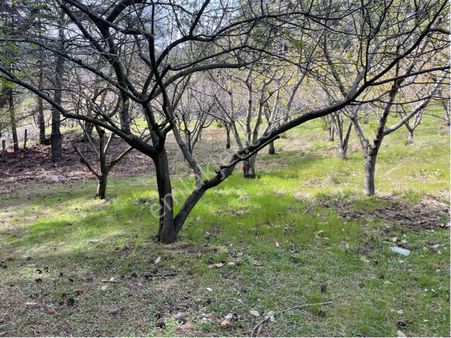 Kemalpaşa Ovacık Köyünde Satılık Kiraz Ve Ceviz Bahçesi