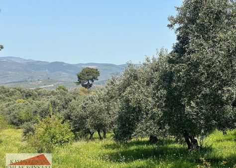 Kavuşturan Emlak'tan Havran Köylüce 17.485 M2 Satılık Zeytinlik