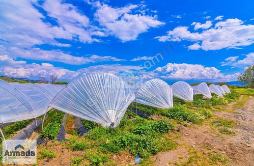 Sultanhisar'da Satılık 9240 M2 Çilek Bahçesi